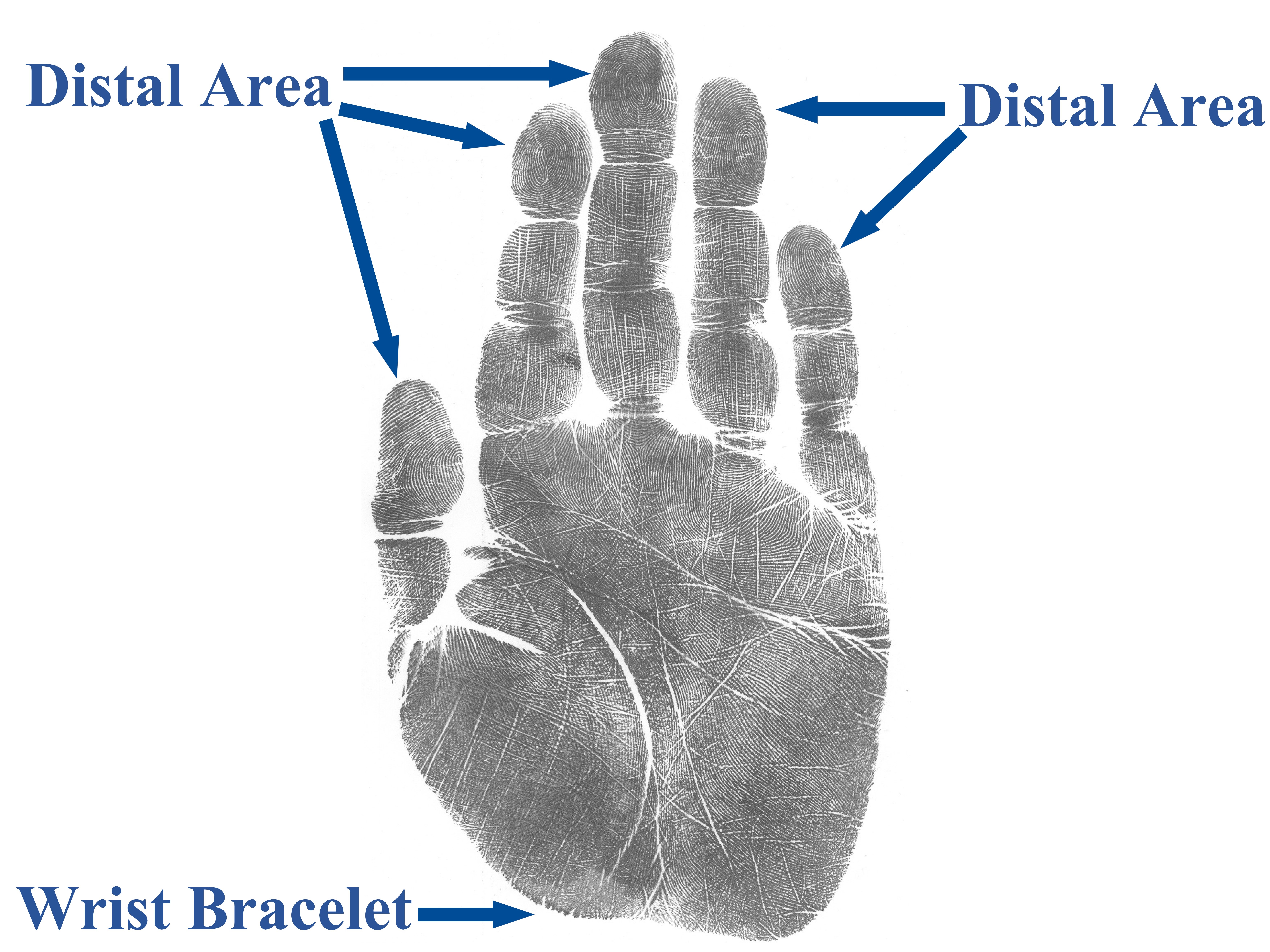 Palm Print Diagram